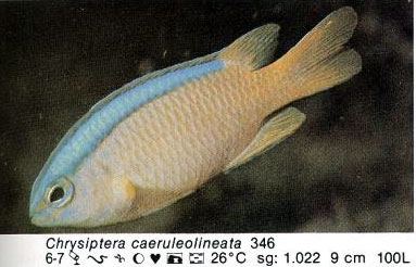 Chrysiptera caeruleolineata